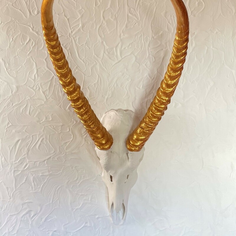 Waterbock Horns