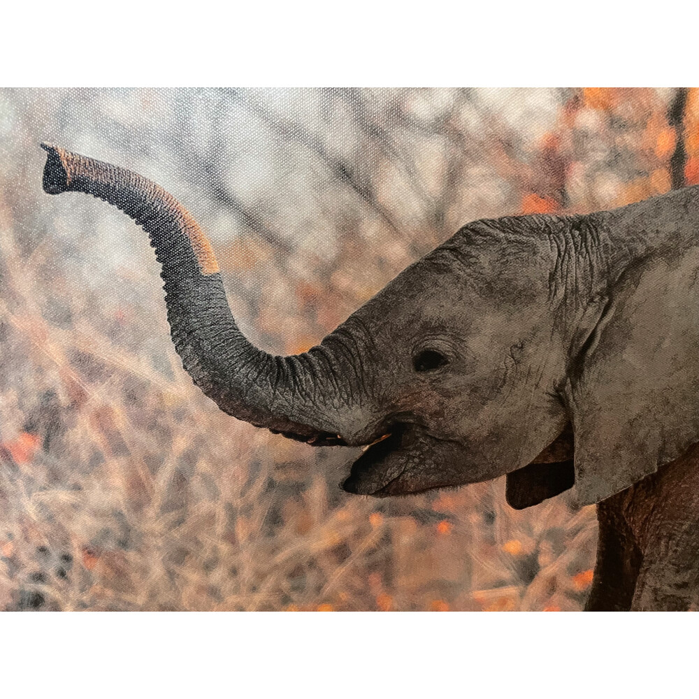 Elephantbaby
