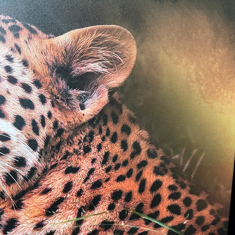 Leopard Portrait
