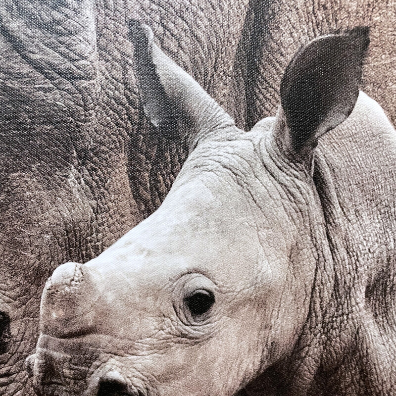 Rhino with Calf