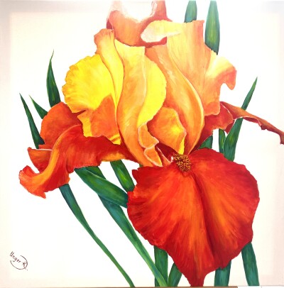 Yellow-Red Iris